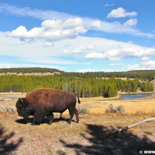 Yellowstone-Nationalpark. Yellowstone Buffalo im Hayden Valley - Yellowstone-Nationalpark. - Tiere, Bison, Büffel, Bisons, Yellowstone River, Hayden Valley, Yellowstone Buffalo - (Lake, Yellowstone National Park, Wyoming, Vereinigte Staaten)