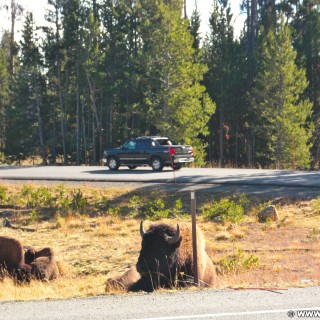 Yellowstone-Nationalpark. Yellowstone Buffalos an der Fishing Bridge Kreuzung - Yellowstone-Nationalpark. - Tiere, Bison, Büffel, Bisons, Fishing Bridge, Yellowstone Buffalo - (Lake, Yellowstone National Park, Wyoming, Vereinigte Staaten)