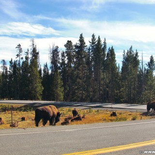 Yellowstone-Nationalpark. Yellowstone Buffalos an der Fishing Bridge Kreuzung - Yellowstone-Nationalpark. - Tiere, Bison, Büffel, Bisons, Fishing Bridge, Yellowstone Buffalo - (Lake, Yellowstone National Park, Wyoming, Vereinigte Staaten)