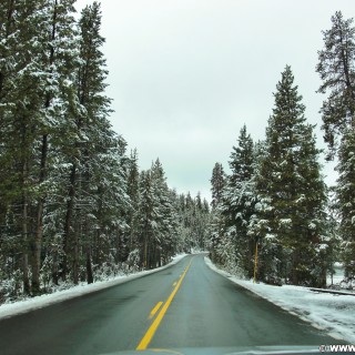 Yellowstone-Nationalpark. On the Road. - Strasse, Bäume, On the Road, Schnee - (Lake, Cody, Wyoming, Vereinigte Staaten)